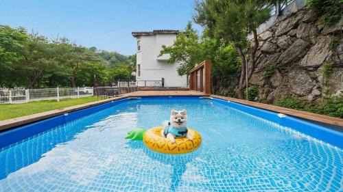 Gapyeong House | Gapyeong Daengdaengi Dog Pension Silver