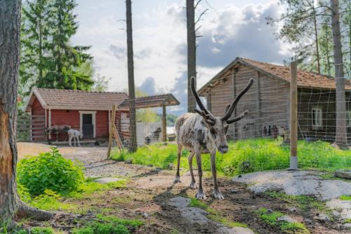 Kokkola Apartment | Poro-Piha Reindeer Yard