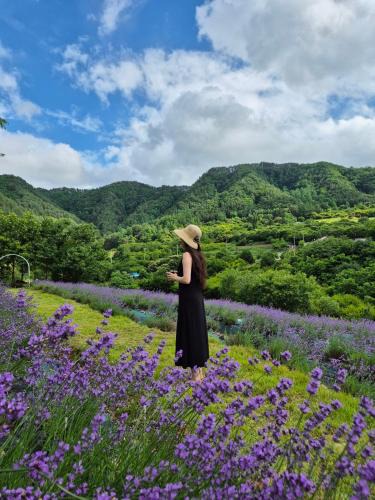 Uljin Ski Chalet | yangwon lavender 양원라벤더 금강송숲길 협곡열차