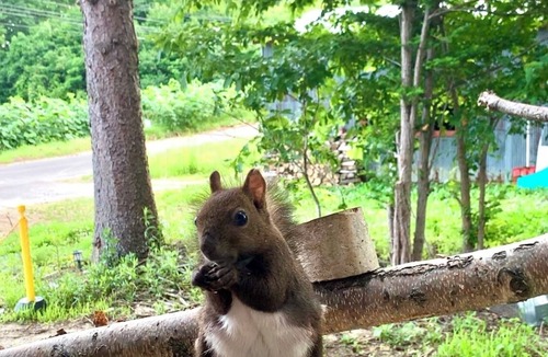 Minamifurano House | | A panoramic view overlooking the ski slopes, with Ezo squirrels and wild birds visiting and feeding just a short distance away. You can enjoy the warmth of the wood stove. (Pets are allowed.)