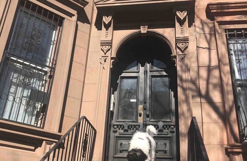 Bedford-Stuyvesant Apartment | Brooklyn sun kissed studio apartment!