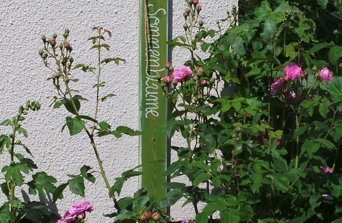 Grube Apartment | Ferienwohnung Sonnenblume