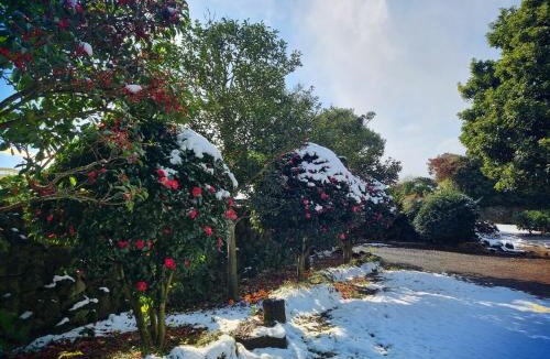 Taeheung-ri House | Haenarr Hanok Stay in Mandarin Orchard, 100m from Sea