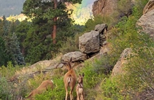 Estes Park Cabin | "Historic Mountainside Cabin At Braeside" Pet friendly.