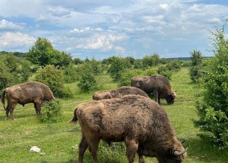 Sojovice Other | Luxusní glamping do přírody u Prahy