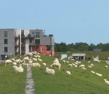 Pellworm Apartment | Nordseeblick Wohnung Möwe