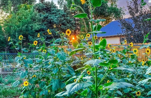 Berkeley House | THE HEN HOUSE! Walk to buzzing restaurants bars and shopping on Tennyson!