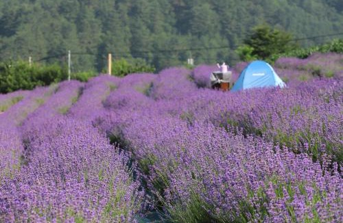 Uljin Ski Chalet | yangwon lavender 양원라벤더 금강송숲길 협곡열차