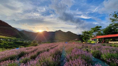 Uljin Ski Chalet | yangwon lavender 양원라벤더 금강송숲길 협곡열차