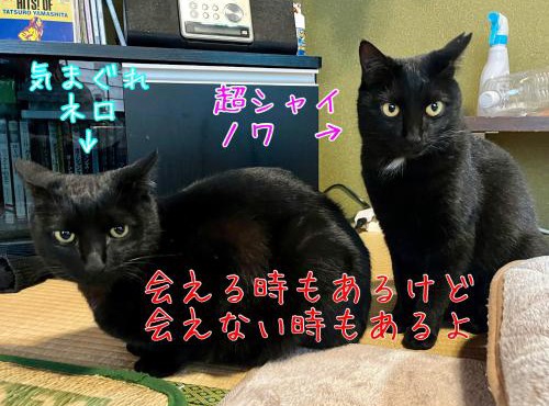 民宿とランチ大ちゃんち