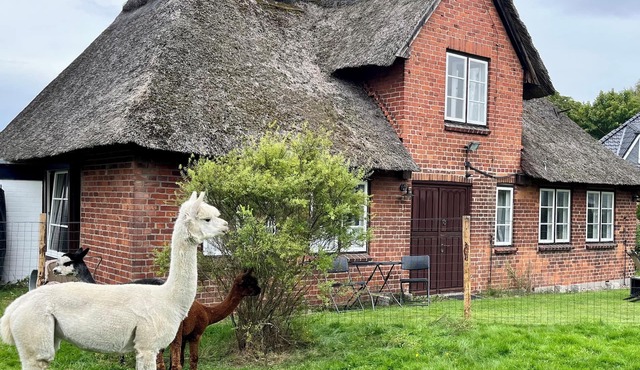 Baltic Sea - Romance. Vacation home/vacation apartment near Scharbeutz and Eutin with alpacas