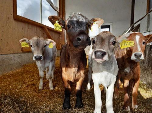 Bauernhof Finkel - Ferienwohnungen mit Balkon - Bergsicht - Traktor mitfahren - Tiere streicheln - entspannter Familienurlaub - zentrale Lage nahe Oberstdorf