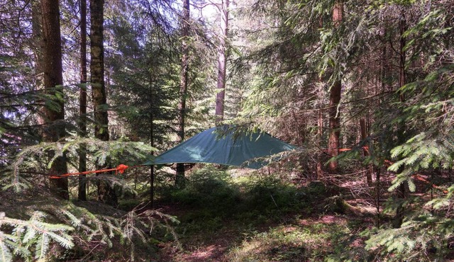 Baumzelt im Wald