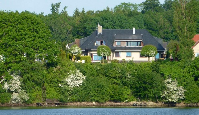 Fischreiher 1