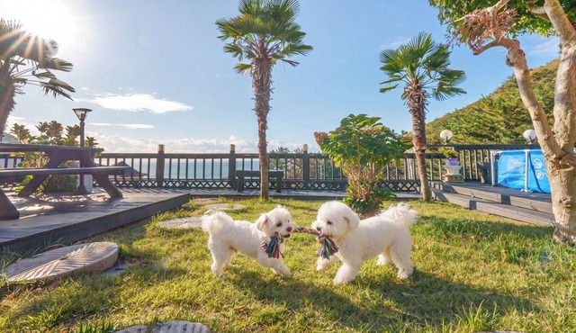 Geoje Yeoul Pet-friendly Pension