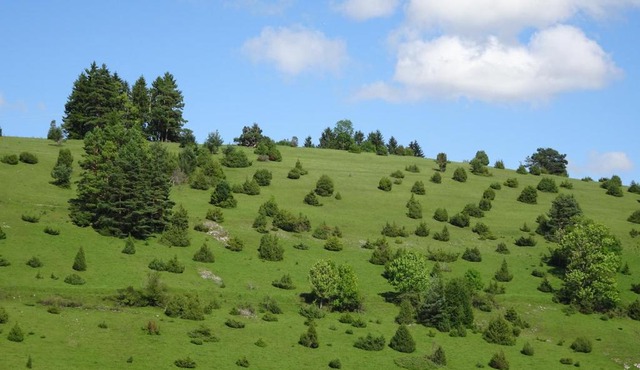 Heid-Blick