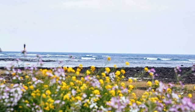 Jeju Early Black Lounge