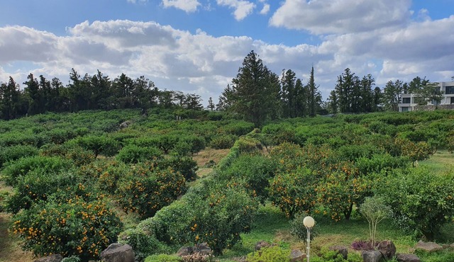 JejuMermuri