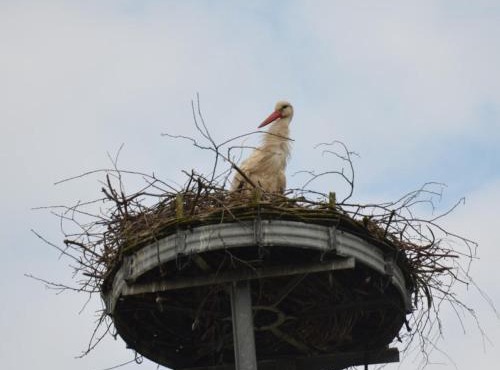 Storchennest an der Spree in Radinkendorf