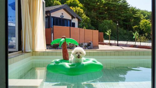 Taean Holy Dog Pool Villa