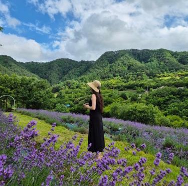 yangwon lavender 양원라벤더 금강송숲길 협곡열차