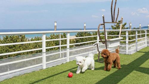 Yangyang Bono Pet-friendly Pension