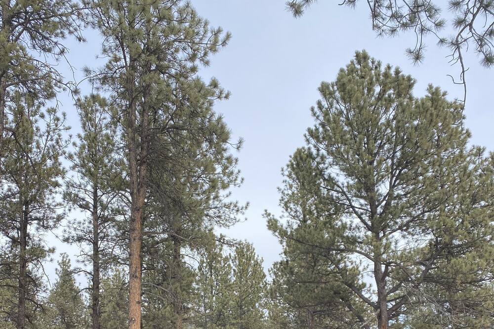 Photo of Outdoor in Pine