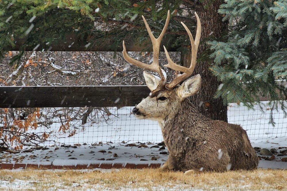 Photo of Others in Castle Pines North