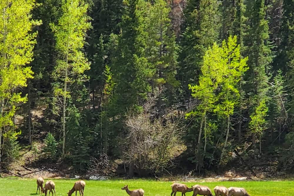 Photo of Others in Shadow Mountain