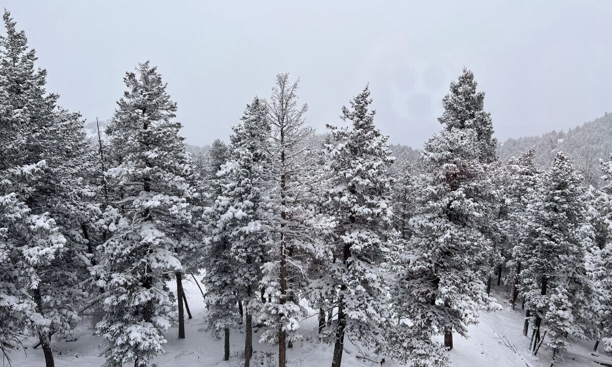 Photo of Outdoor in Evergreen