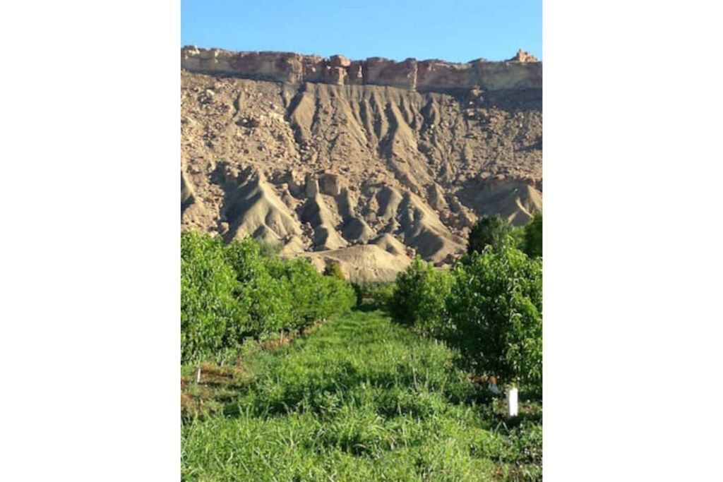 Photo of Others in Palisade