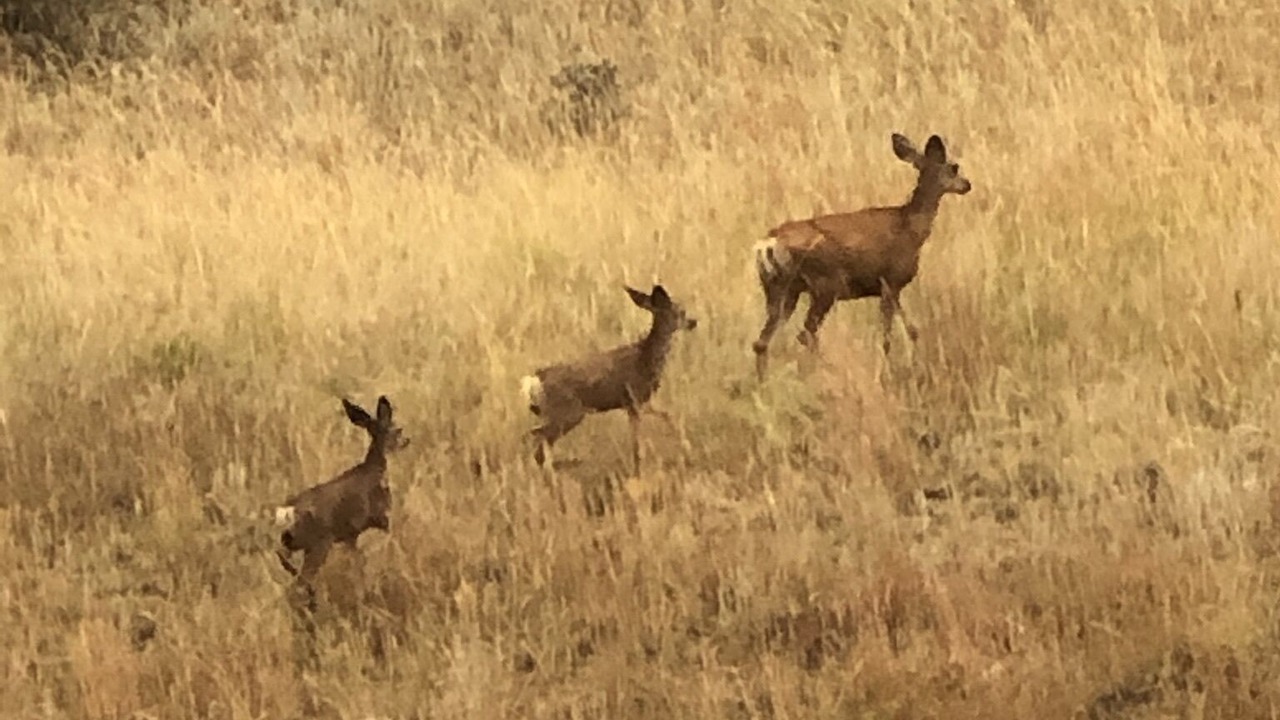 Photo of Others in Lyons