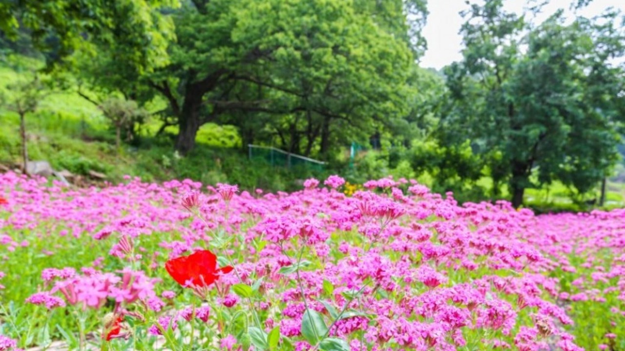 Photo of Others in Yangsan