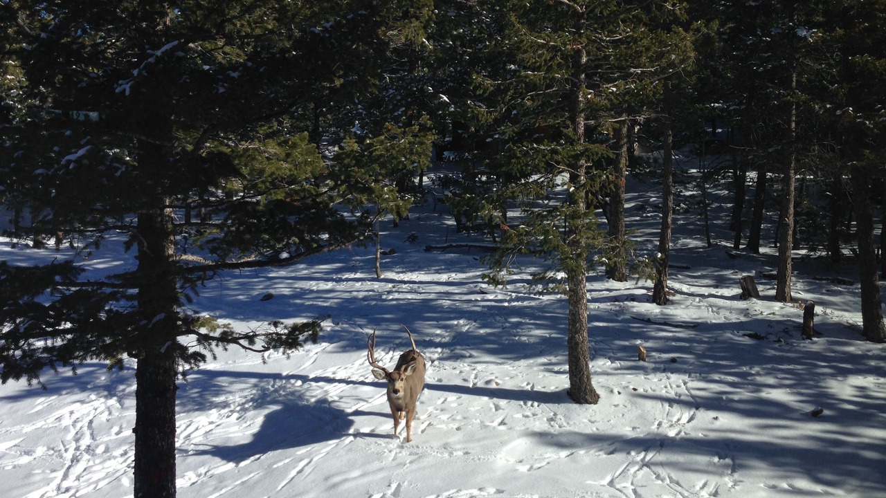 Photo of Others in Coal Creek Canyon