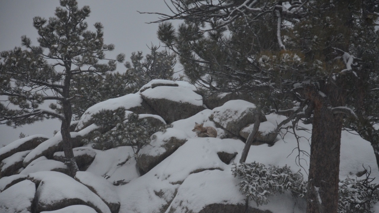 Photo of Outdoor in Coal Creek Canyon