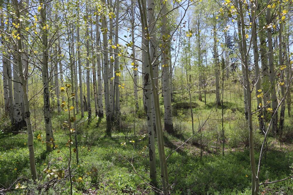 Photo of Outdoor in Kremmling