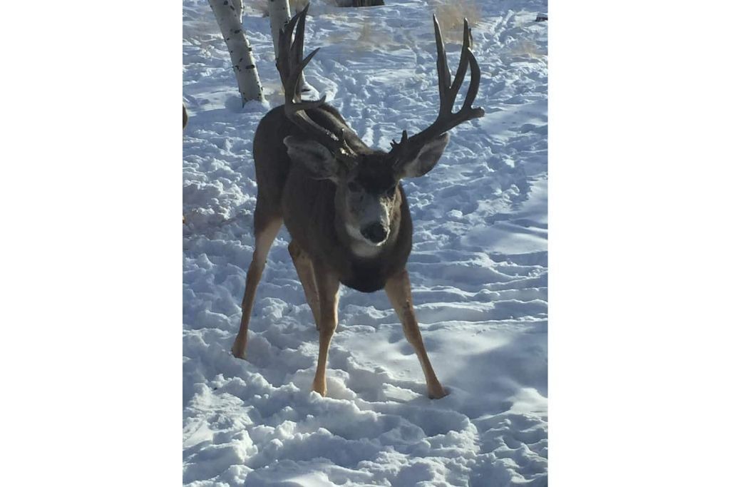 Photo of Others in Indian Mountain