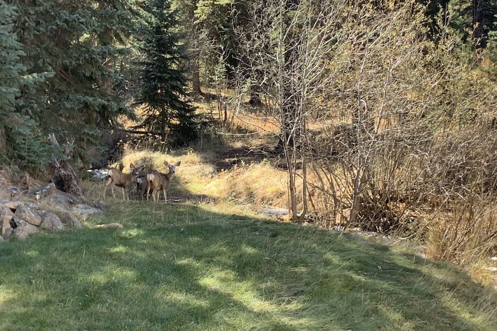 Photo of Outdoor in Shadow Mountain