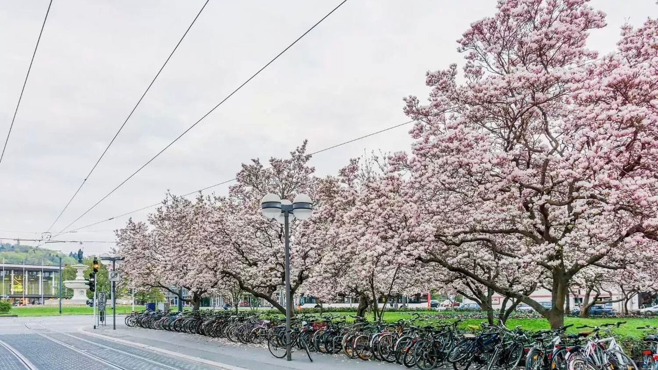 Photo of Outdoor in Wurzburg City Centre