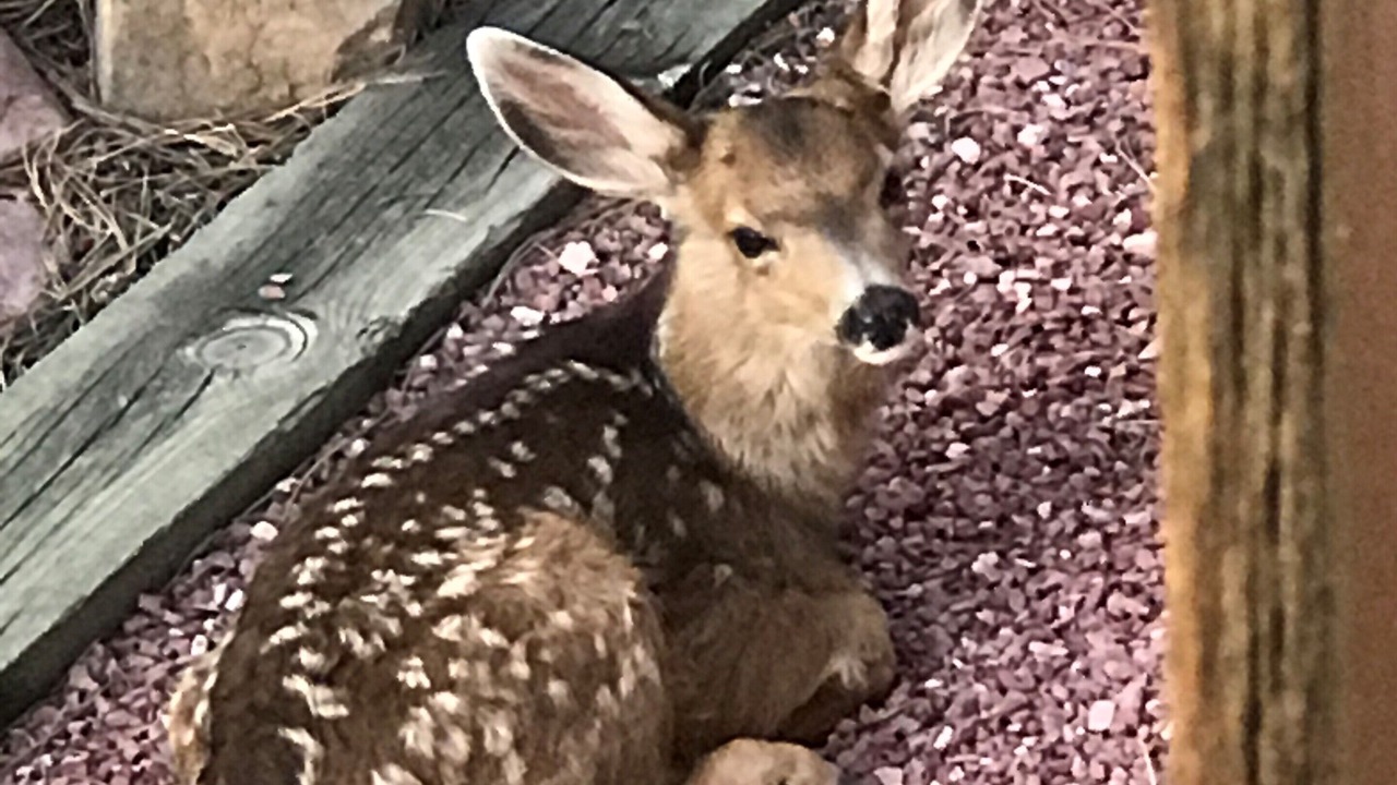 Photo of Others in Northwest Colorado Springs