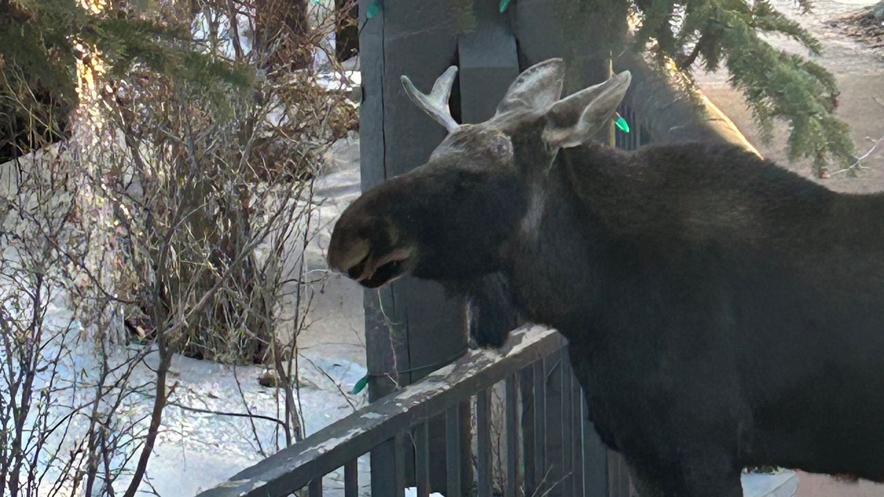 Photo of Outdoor in Mountain House