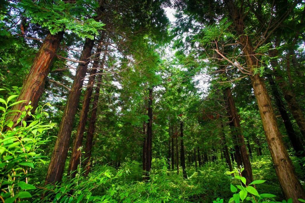 Photo of Outdoor in Namwon