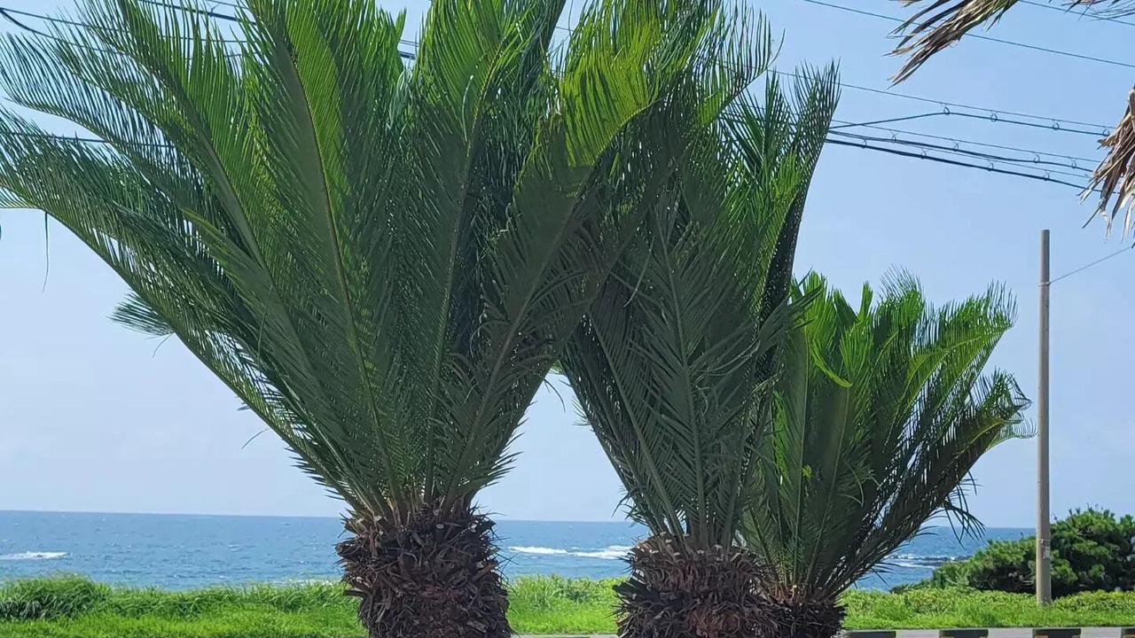 Photo of Outdoor in Pyoseon