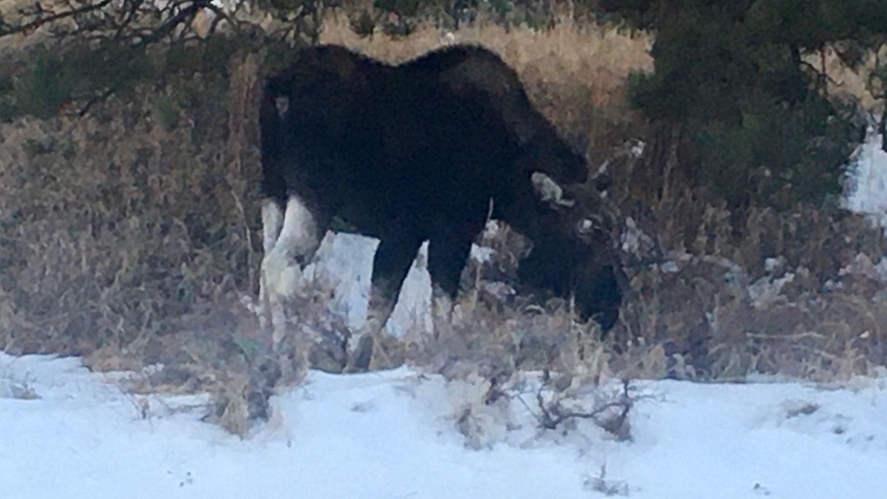 Photo of Others in Lyons