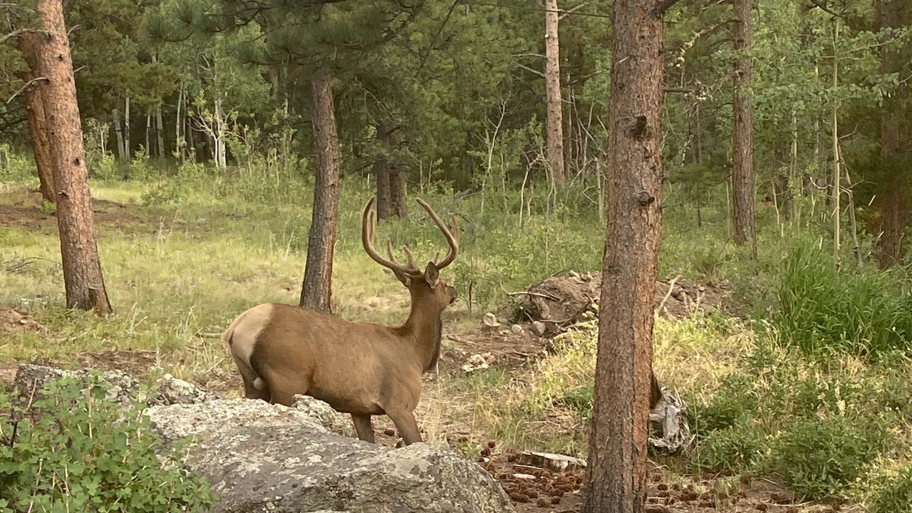 Photo of Outdoor in Allenspark