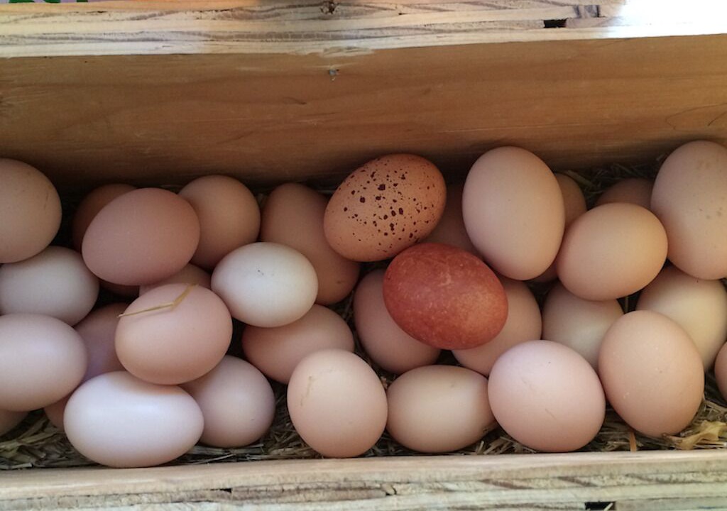 Photo of Others in Orange Orchard