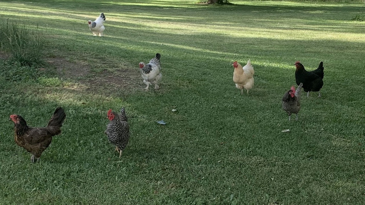 Photo of Outdoor in Orange Orchard