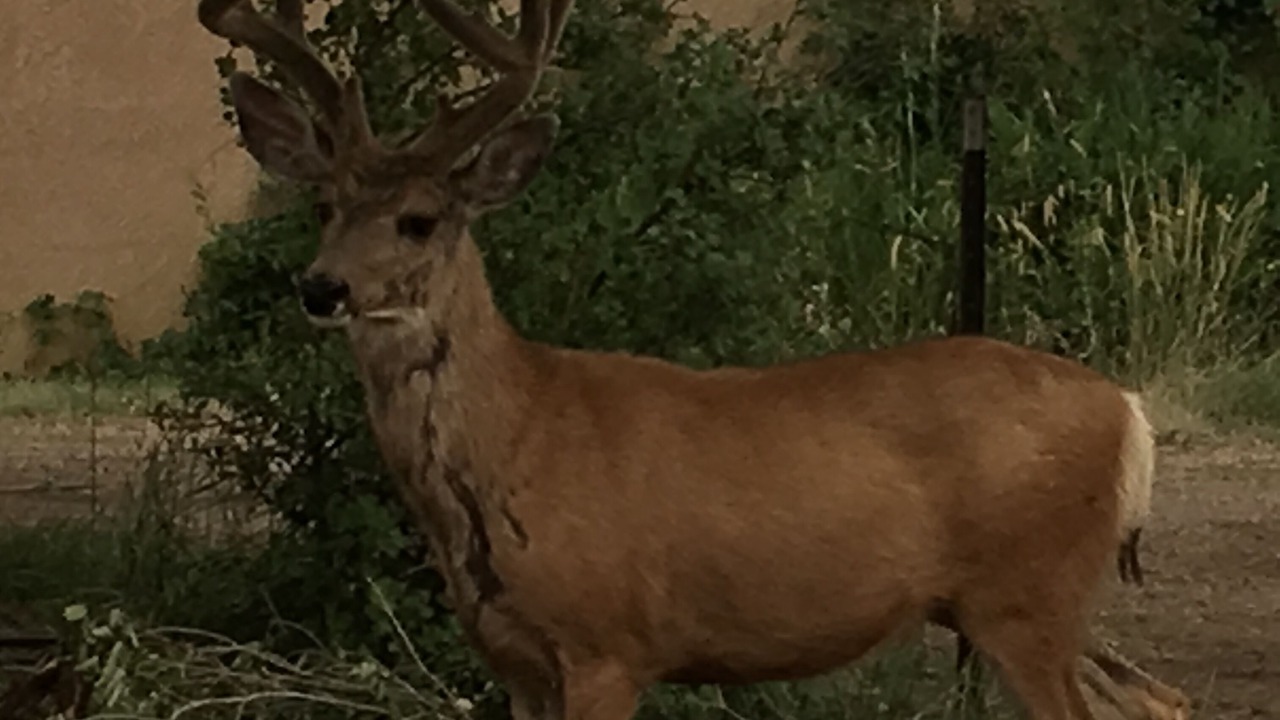 Photo of Outdoor in Colorado Springs