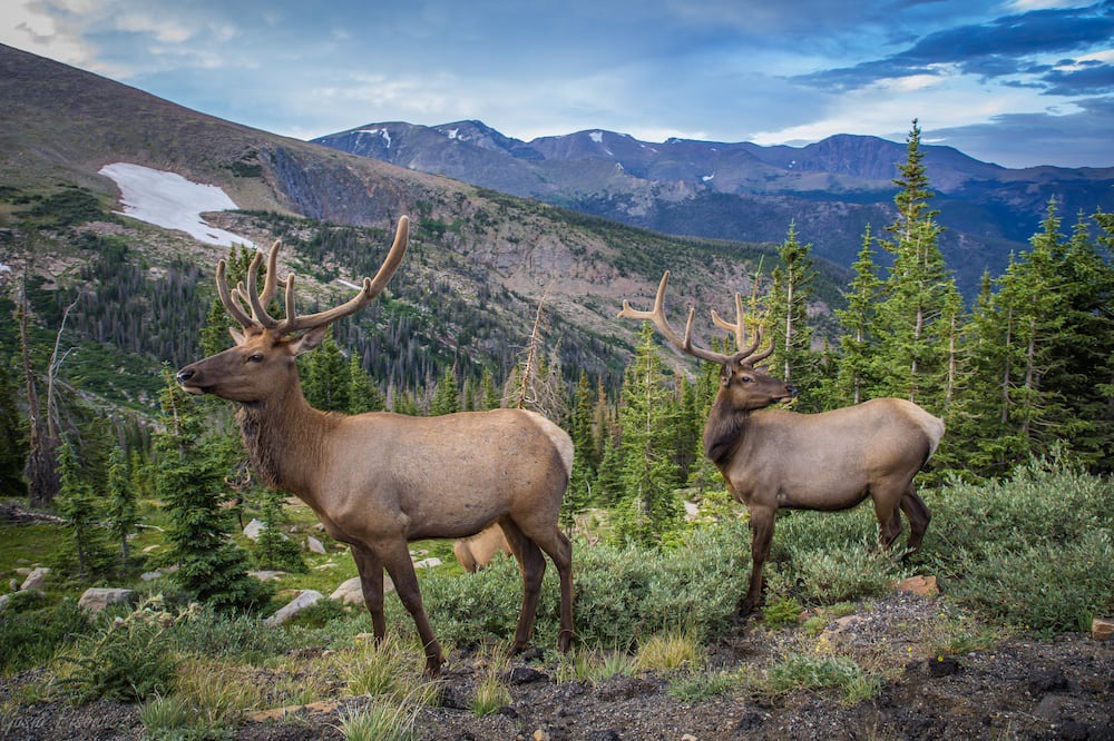 Photo of Others in Estes Park