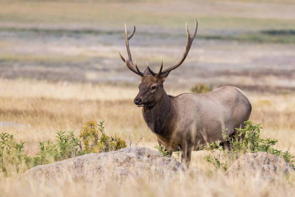 Photo of Others in Estes Park
